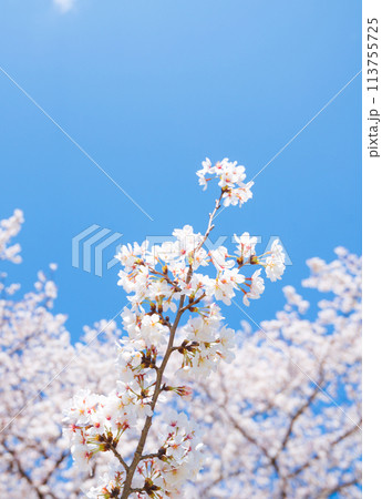 春の桜 春の桜 113755725