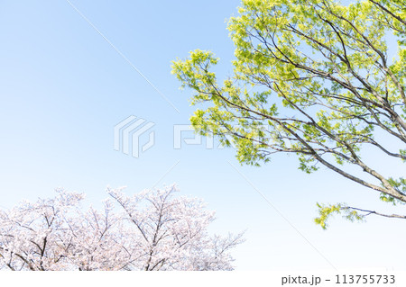 春の桜 春の桜 113755733