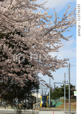 宇都宮LRT 113756197