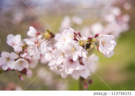 幾坂池の一本桜 幾坂池の一本桜 113756331