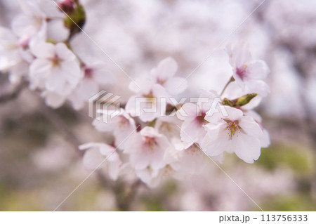 幾坂池の一本桜 幾坂池の一本桜 113756333