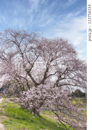 幾坂池の一本桜 幾坂池の一本桜 113756334