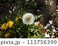 木陰に咲く春のたんぽぽ 113756399