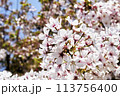 青空に映える満開の桜 113756400