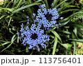 青いアガパンサス 113756401