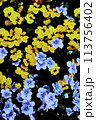 青いパンジーと黄色パンジー 113756402