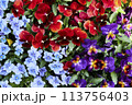 鮮やかな水彩のパンジー 113756403