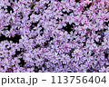 ピンクの芝桜の花が密集して咲いている 113756404