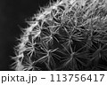 サボテンのモノクロマクロ撮影 113756417