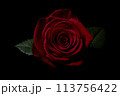 赤いバラ 113756422