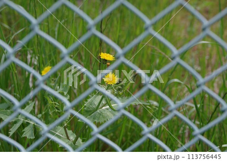 路傍の花タンポポに似ているハルノケシ 路傍の花タンポポに似ているハルノケシ 113756445