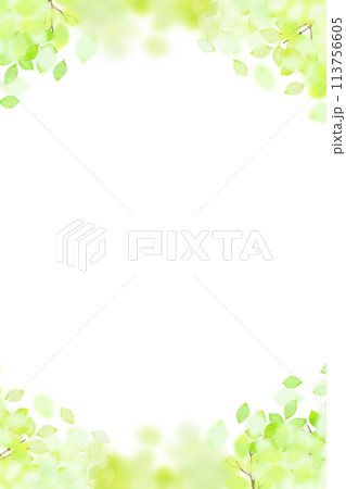さわやかで透明感のある新緑のフレーム さわやかで透明感のある新緑のフレーム 113756605