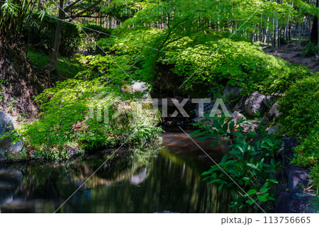 京都府八幡市松花堂公園の緑眩しい新緑を撮影 113756665