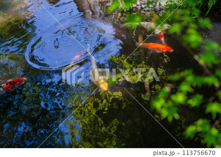 京都府八幡市松花堂公園の緑眩しい新緑を撮影 113756670