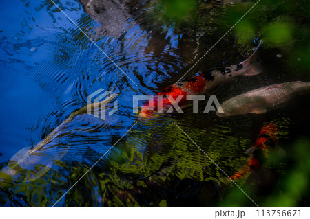 京都府八幡市松花堂公園の緑眩しい新緑を撮影 113756671