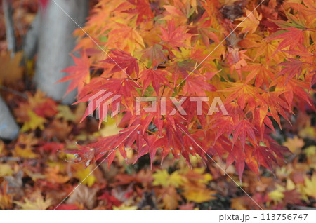 晩秋の紅葉 晩秋の紅葉 113756747