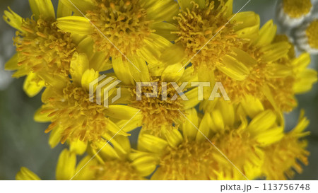 The Magic of Spring. The Awakening of Nature and the Macro View of Wild Flowers. Fascinating Details of the Natural Revival of Spring. Awakening of Nature with Macro Photography of Wild Flowers. The Magic of Spring. The Awakening of Nature and the Macro View of Wild Flowers. Fascinating Details of the Natural Revival of Spring. Awakening of Nature with Macro Photography of Wild Flowers. 113756748