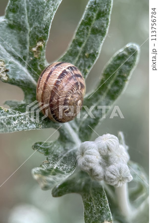 Snail clinging to a leaf on a rainy spring day. 113756784