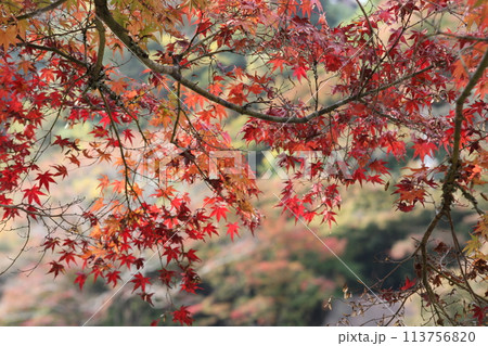 秋の紅葉日和 113756820