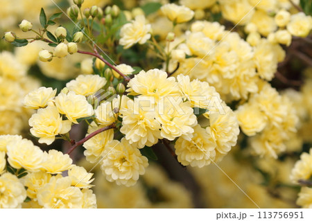 キモッコウバラ 113756951