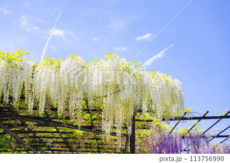 藤棚のいろいろな色の藤 113756990