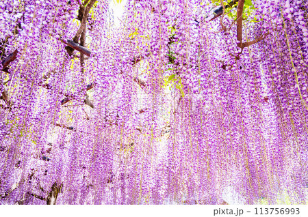美しく垂れ咲く藤の花 113756993