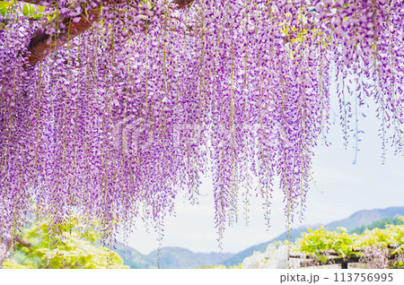 美しく垂れ咲く藤の花 113756995