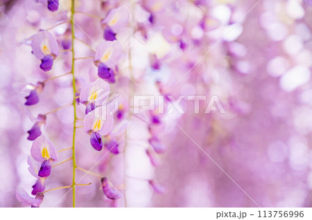 薄紫色の藤の花 113756996