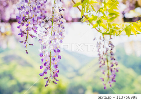 美しく垂れ咲く藤の花 113756998