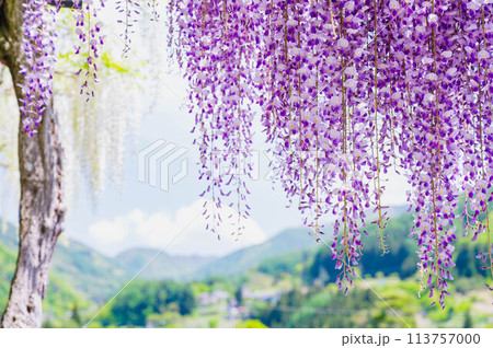 紫色の藤の花 紫色の藤の花 113757000