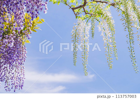 紫色と白い藤の花 紫色と白い藤の花 113757003