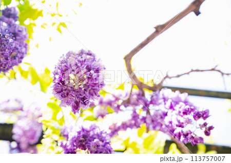 八重の藤の花 八重の藤の花 113757007