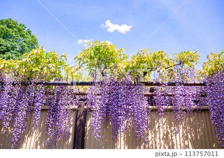 青空と垂れ咲く藤の花 青空と垂れ咲く藤の花 113757011
