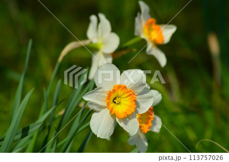 春の野原に咲くクチベニズイセン（口紅水仙）の花 113757026