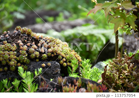 春の訪れを告げる多肉植物 113757054