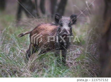 Wild boar herd in a water hole, Chaco Forest, La Pampa province, Patagonia, Argentina. 113757132