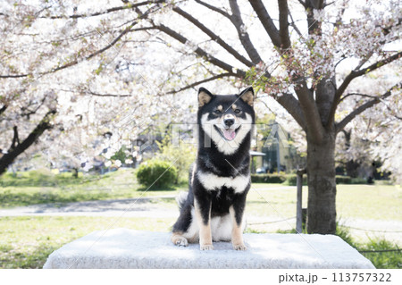 桜と笑顔の豆柴 113757322