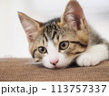 生後3ヶ月の子猫 113757337