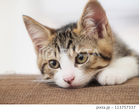 生後3ヶ月の子猫 113757337