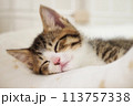 生後3ヶ月の子猫 113757338