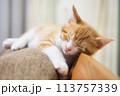 生後3ヶ月の子猫 113757339