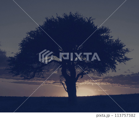 Rural landscape, Buenos Aires province , Argentina 113757382