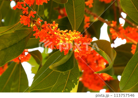 甘い香りを放つキンモクセイの花 甘い香りを放つキンモクセイの花 113757546
