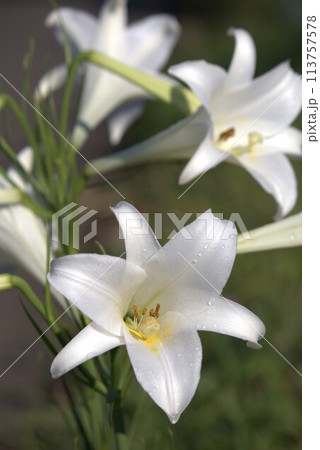 白いユリの花 113757578