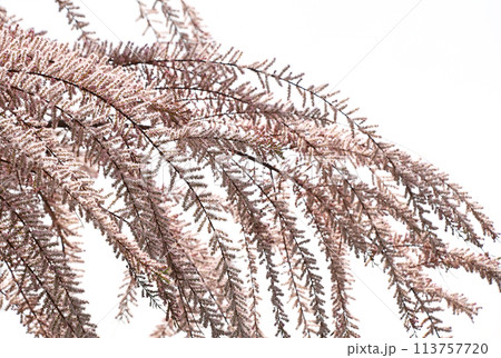 ギョリュウ（御柳） 113757720