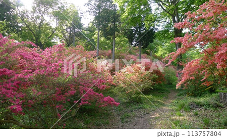 二本木峠　　　（埼玉県東秩父村） 113757804