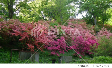 二本木峠　　　（埼玉県東秩父村） 113757805