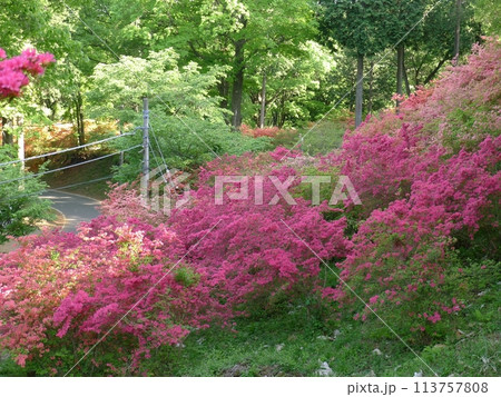 二本木峠　　　（埼玉県東秩父村） 113757808