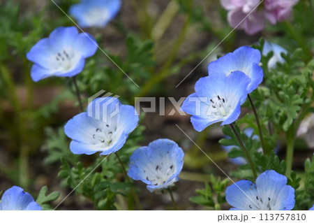 山田池公園 113757810