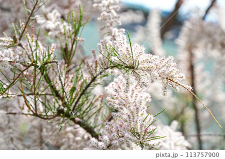 ギョリュウ（御柳） 113757900